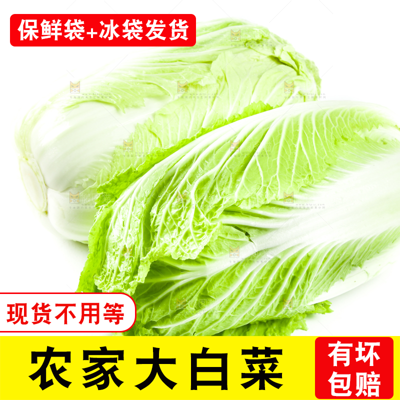 白底上的新鲜大白菜