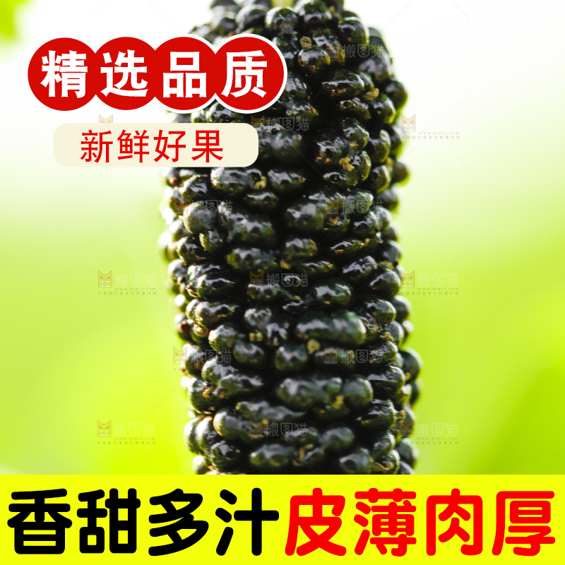 树上的桑葚