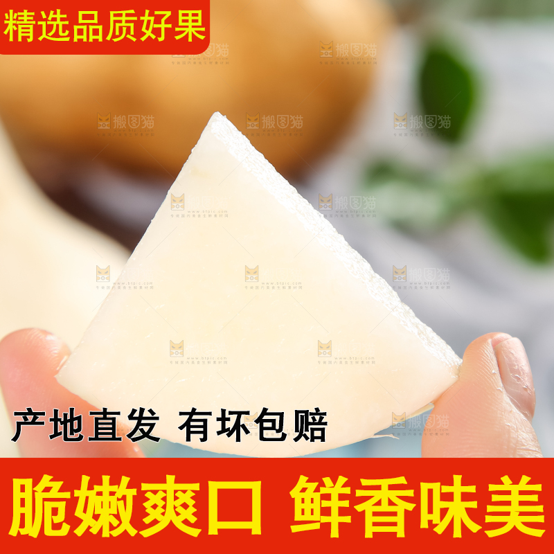 手里拿着广西白凉薯