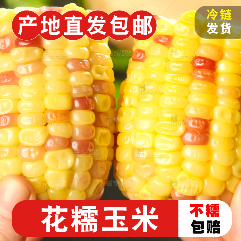 手里拿着糯玉米