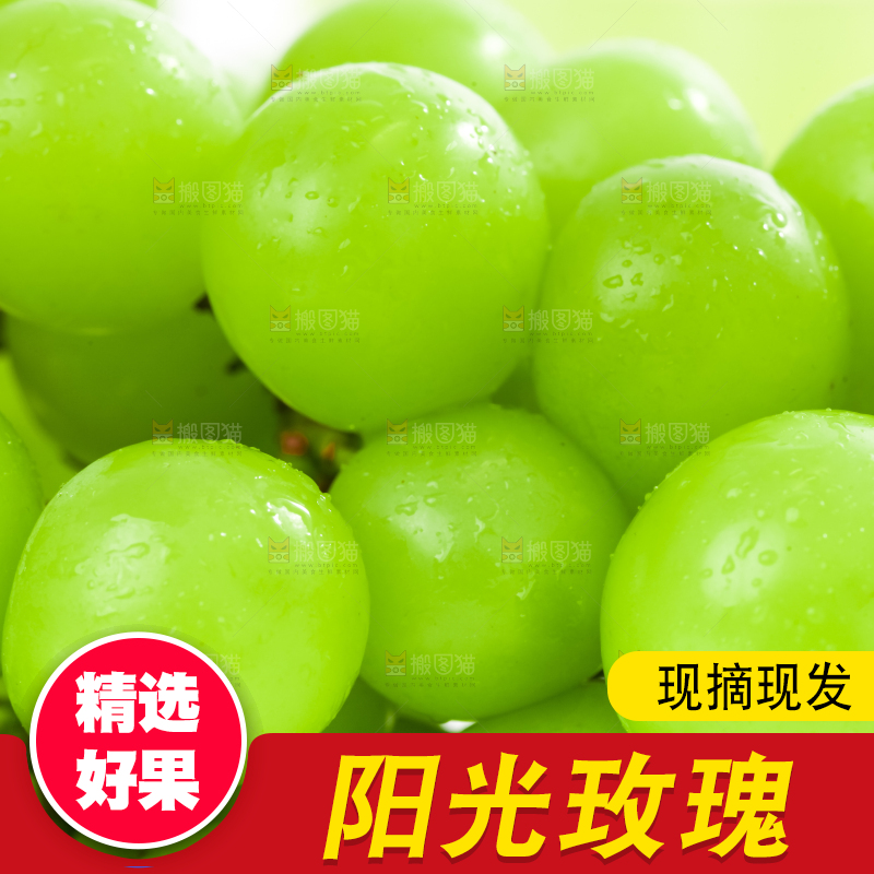 阳光玫瑰