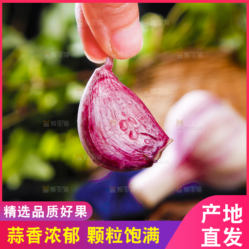 手里拿着紫皮蒜