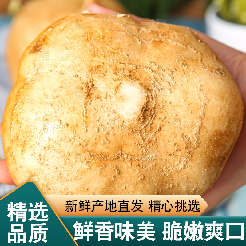 手里拿着白凉薯