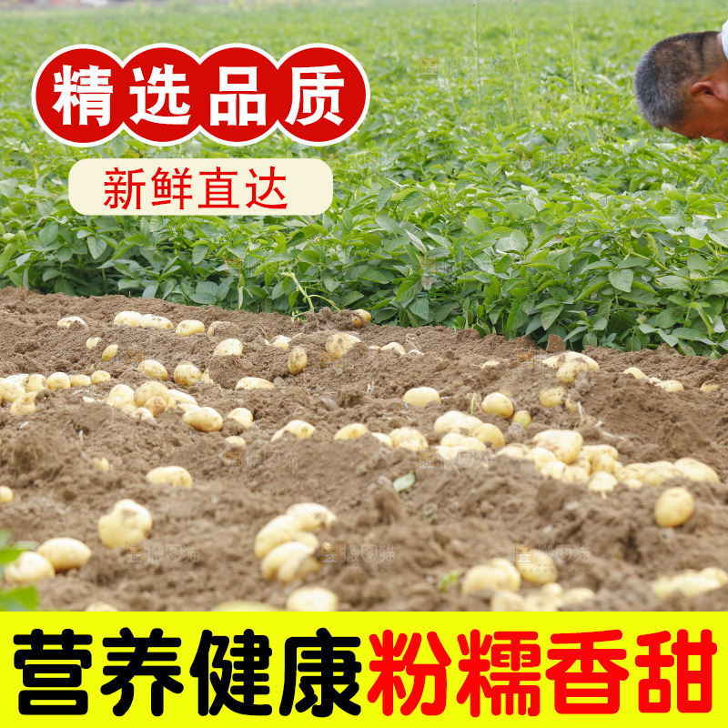 农民在收土豆