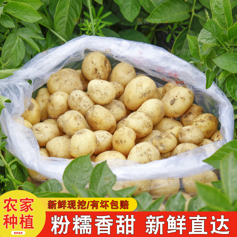 袋子里装着土豆