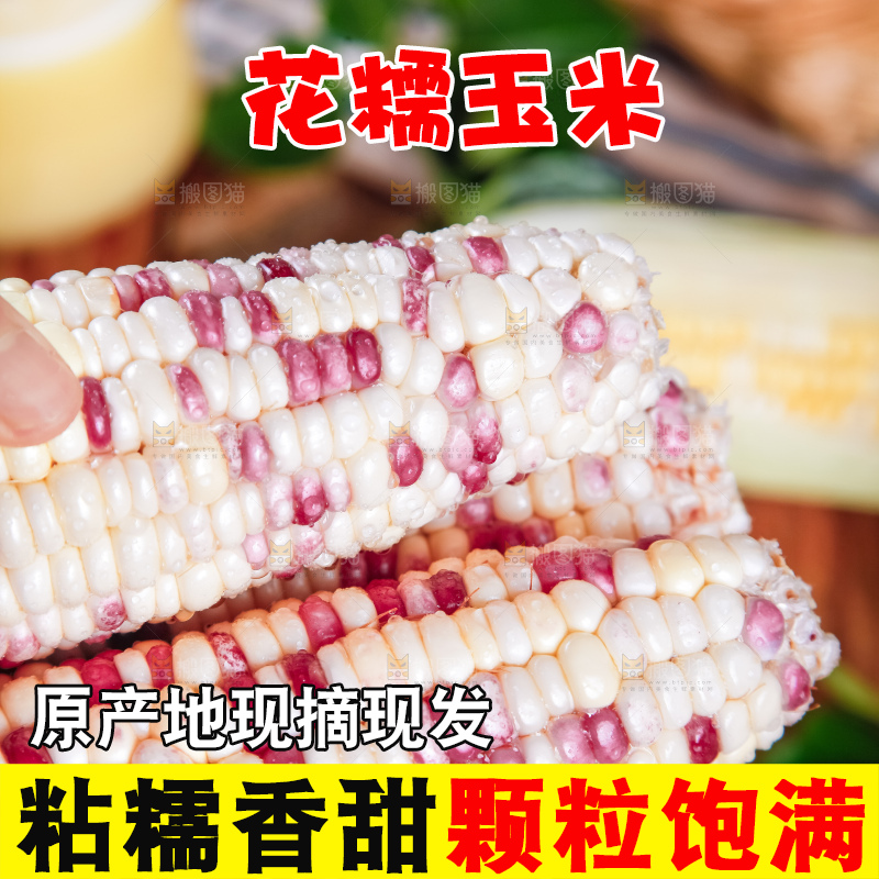手里拿着剥皮的花玉米