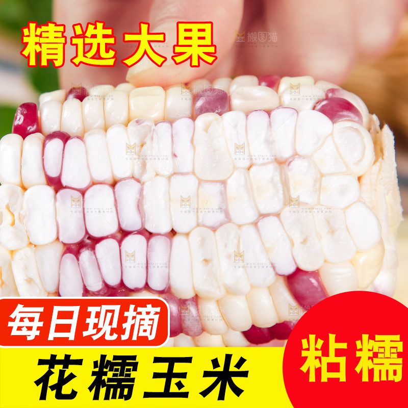 手里拿着剥皮的花玉米