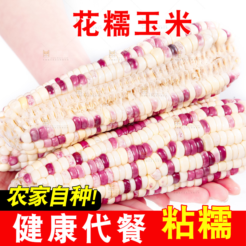 手里拿着剥皮的花玉米