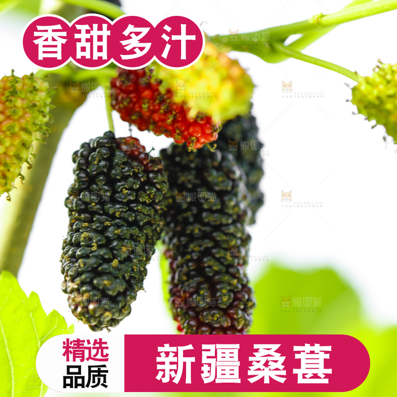 树上的桑葚