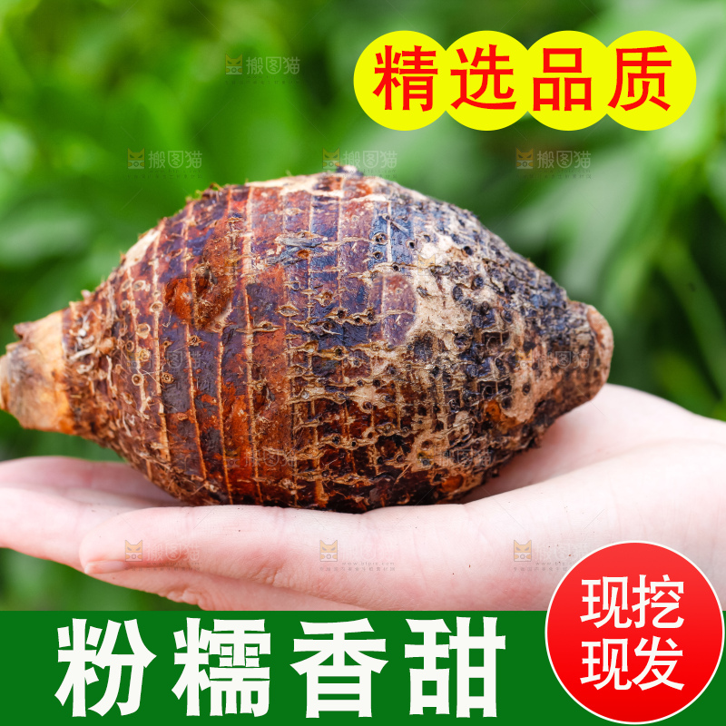 手里拿着紫藤芋头