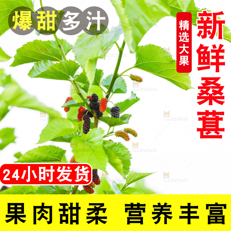 树上的桑葚