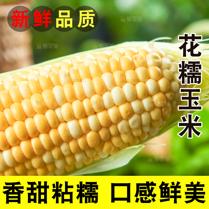 一根花玉米