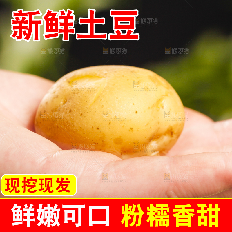 手里拿着小土豆