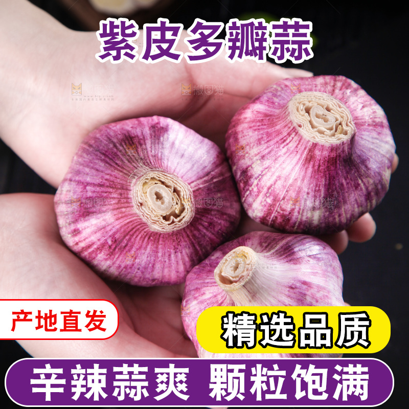 手里拿着紫皮大蒜