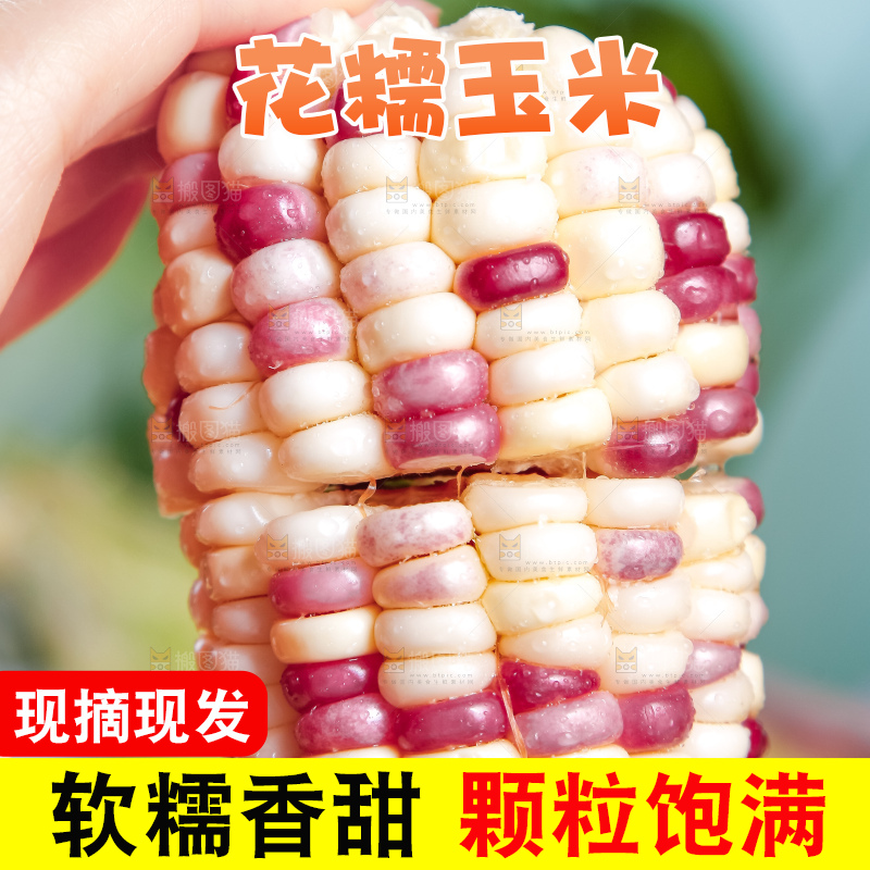 手里拿着剥皮的花玉米