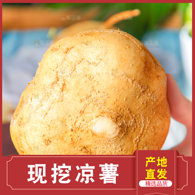 手里拿着白凉薯