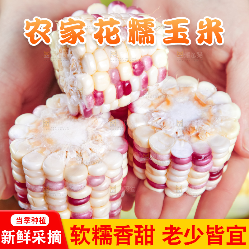 手里拿着剥皮的花玉米