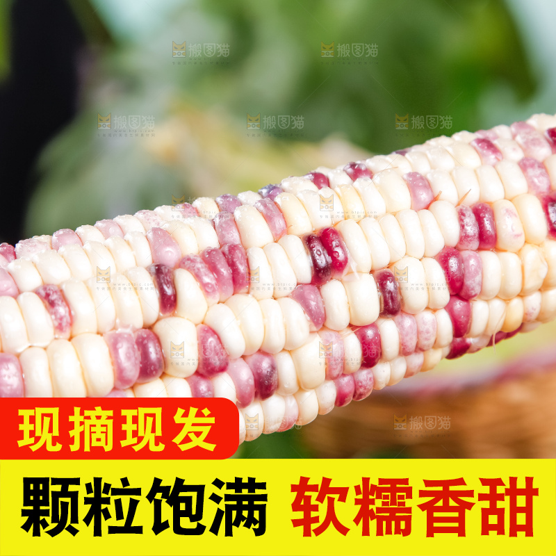 手里拿着剥皮的花玉米