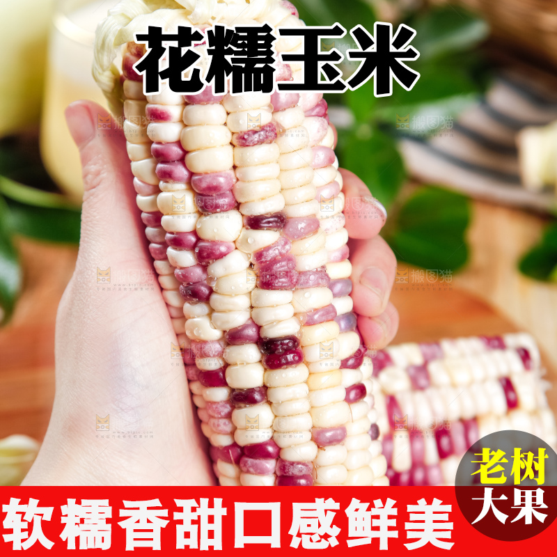 手里拿着剥皮的香甜糯玉米
