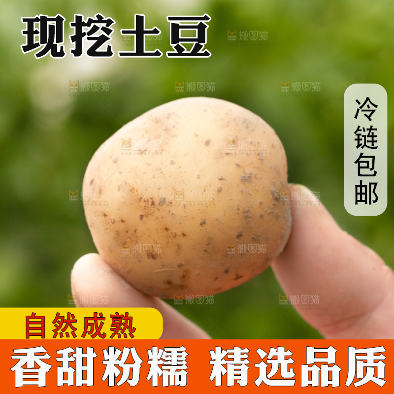 手里拿着云南小土豆
