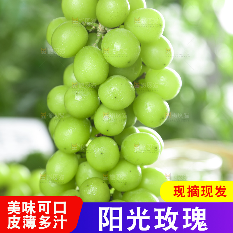 手里拿着香印青提