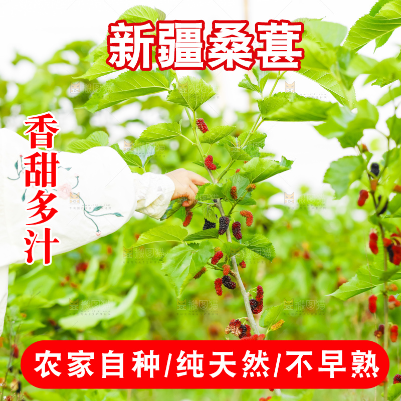 树上的桑葚