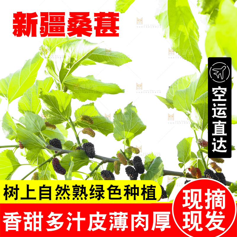 树上的桑葚