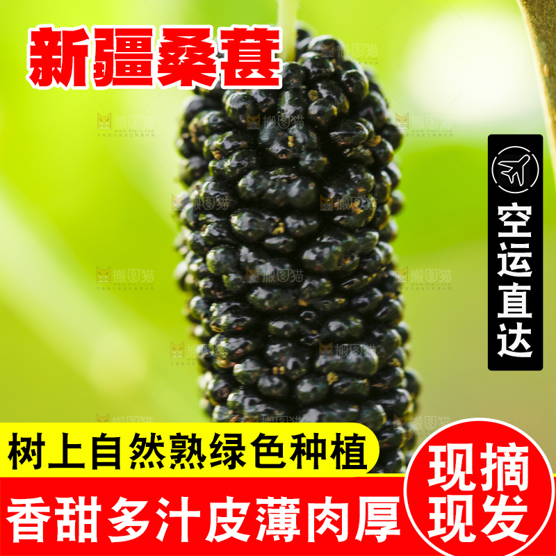 树上的桑葚