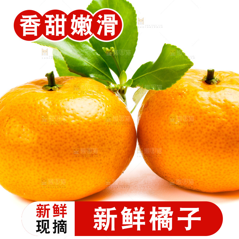 新鲜橘子放在白底上