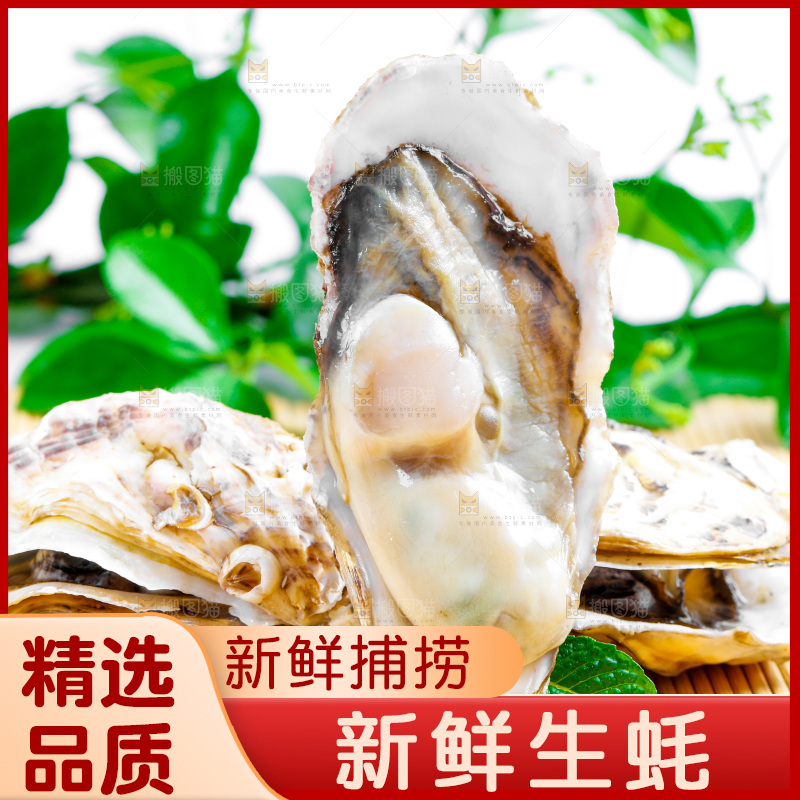 木底上放着乳山生蚝