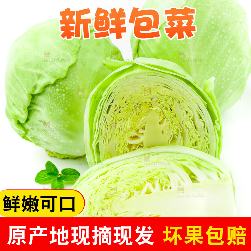 新鲜包菜放在白底上