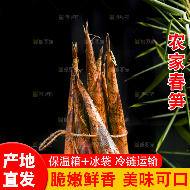 黑底上的春笋