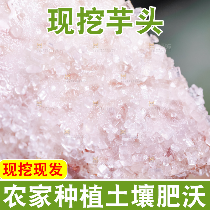 蘸着糖的大芋头