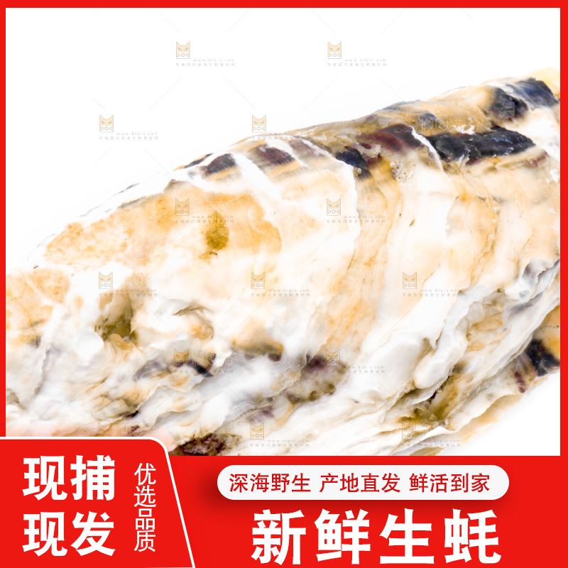 乳山生蚝放在白底上
