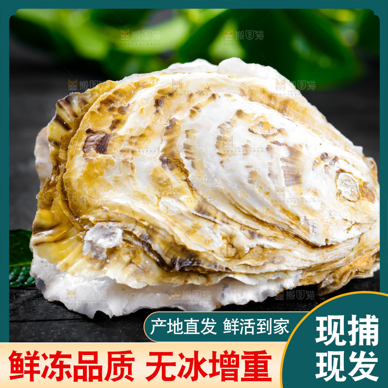 黑底上放着海蛎子