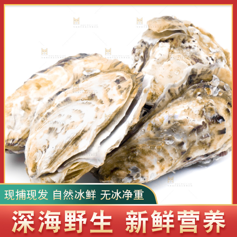 乳山生蚝放在白底上