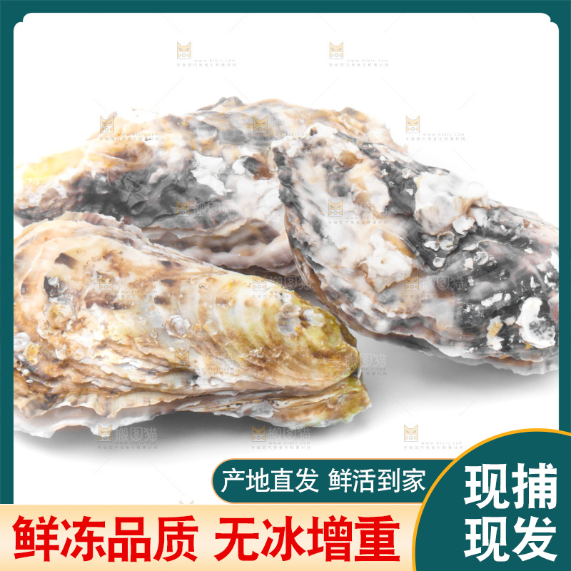 白底上放着海蛎子