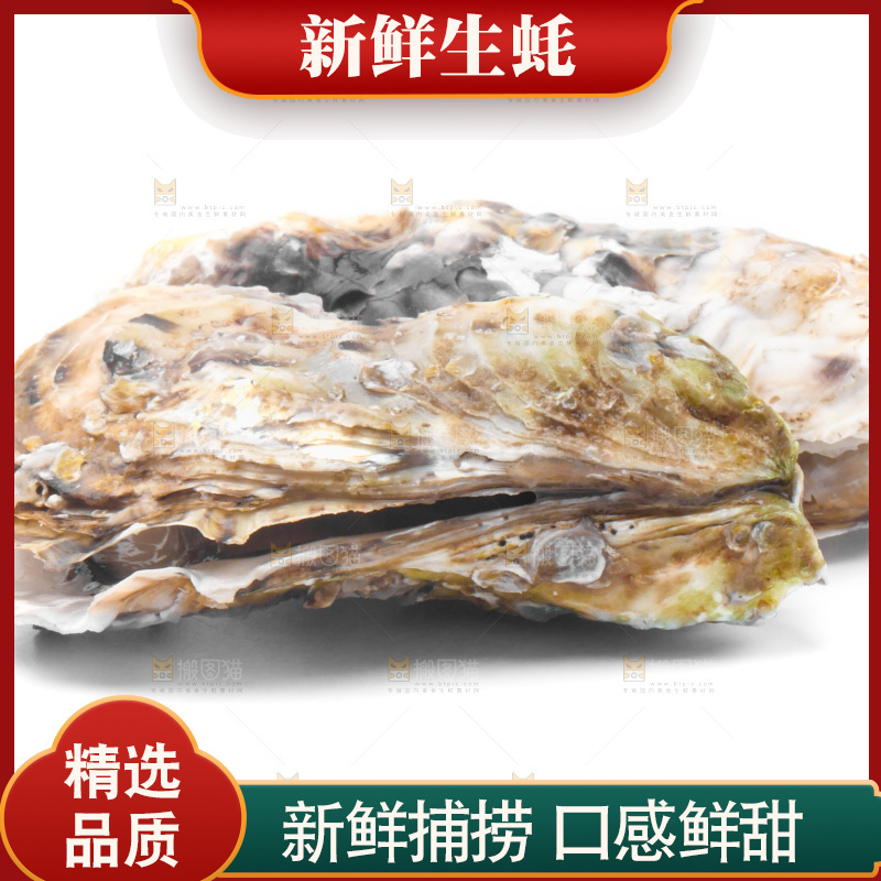 白底上放着海蛎子