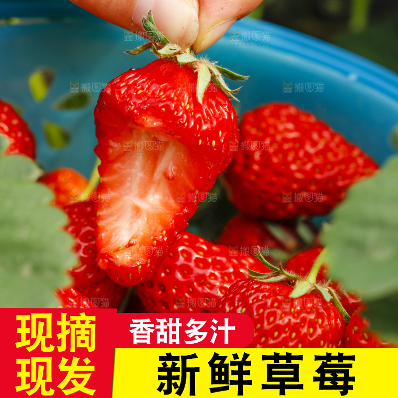 手拿新鲜草莓