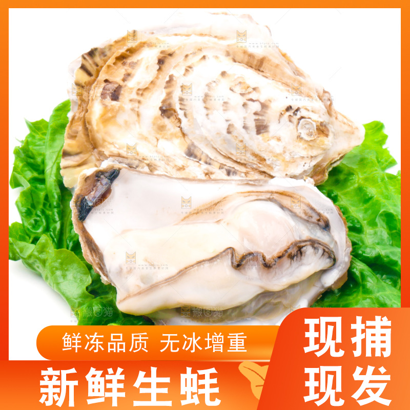 白底上放着乳山生蚝