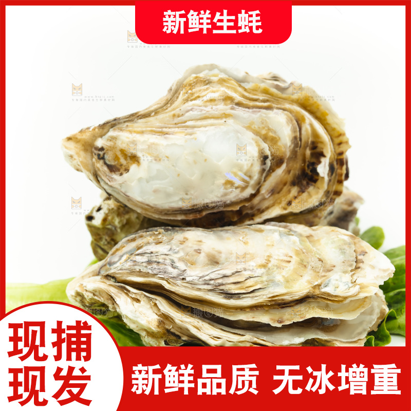 白底上的生蚝