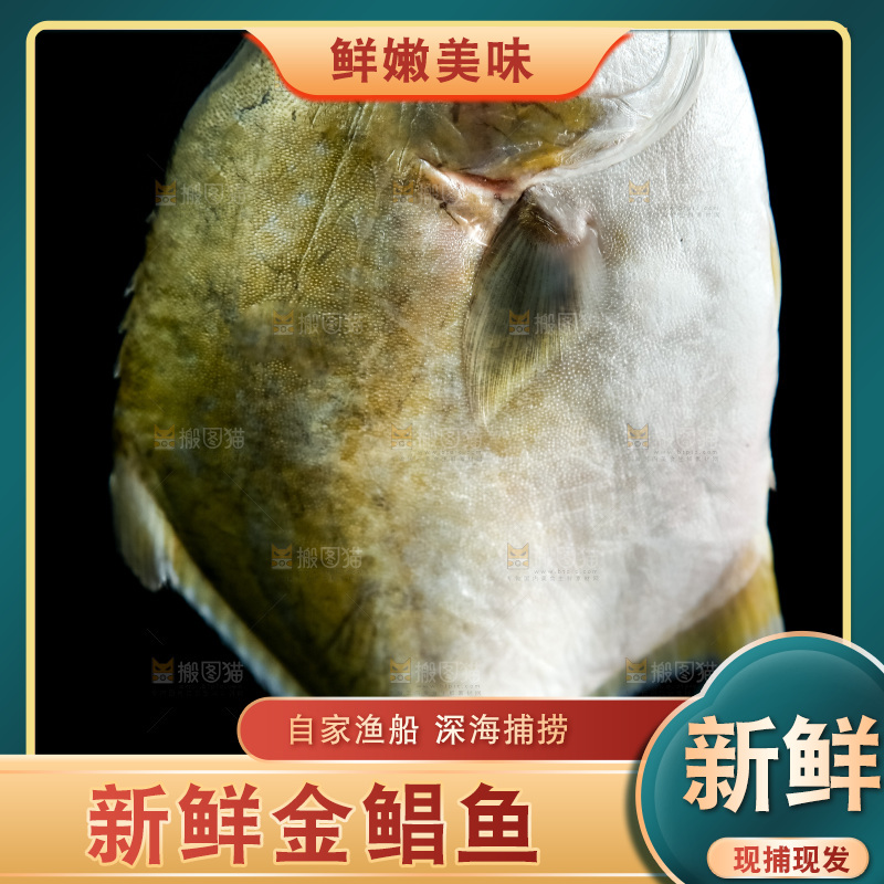 白底上的金鲳鱼