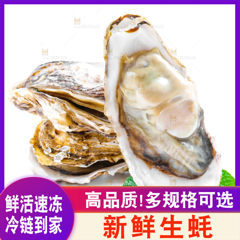 白底上的生蚝