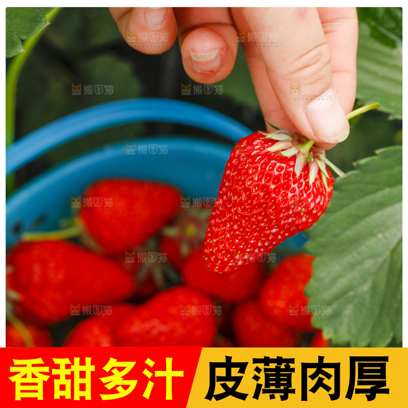手拿新鲜草莓