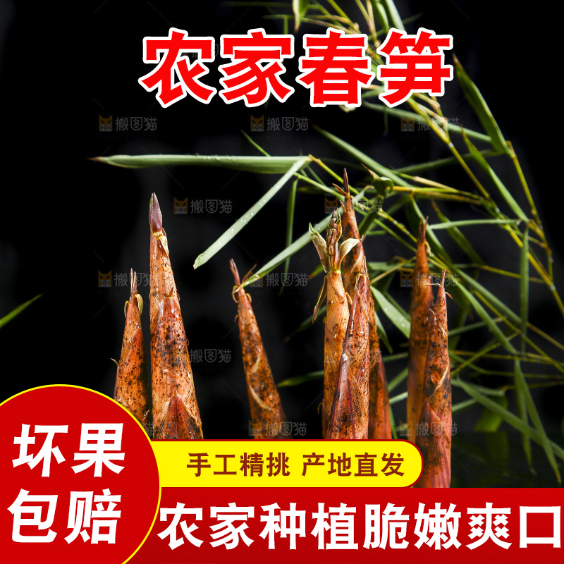 黑底上的春笋