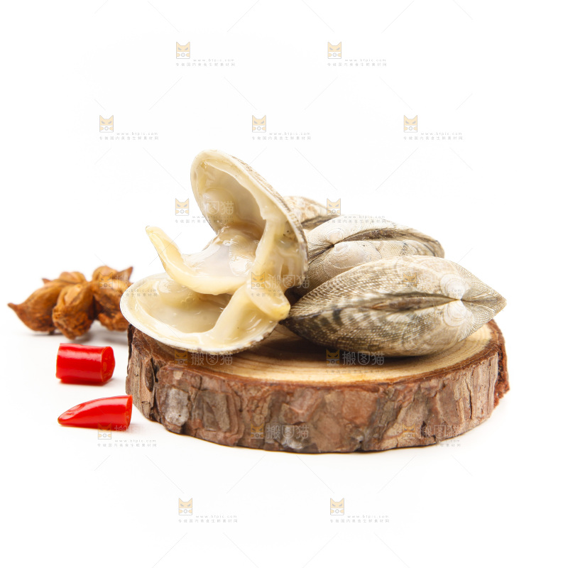 浅底上的花蛤