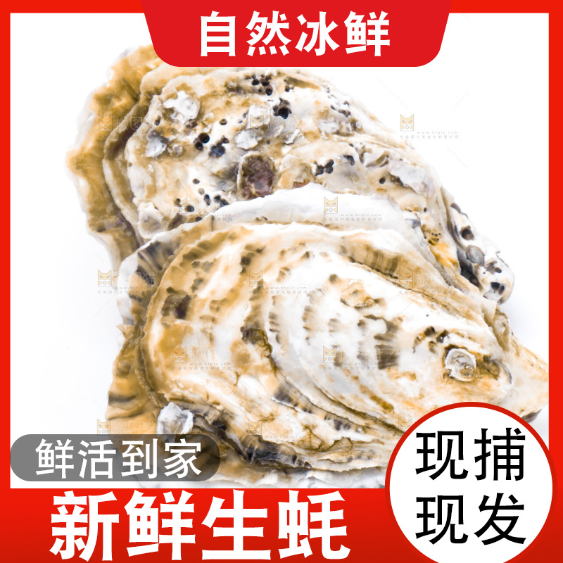 白底上的乳山生蚝
