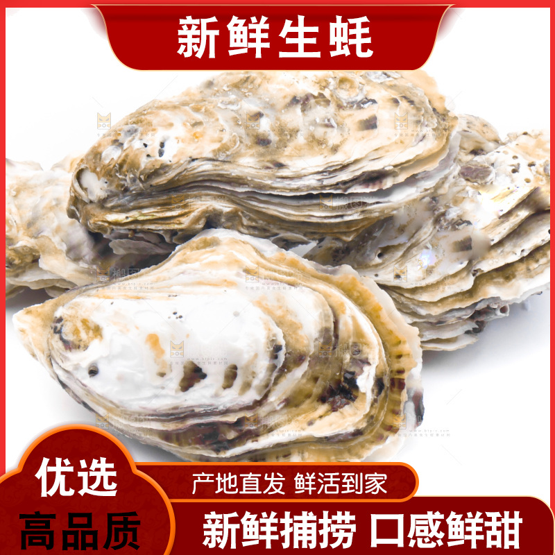 白底上放着生蚝