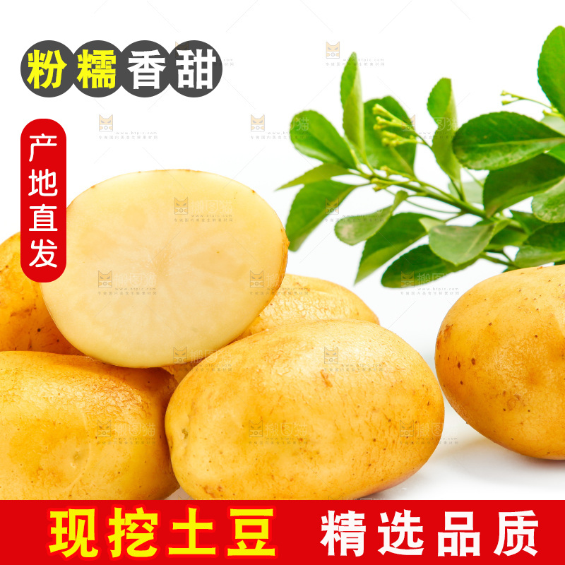 新鲜土豆放在白底上