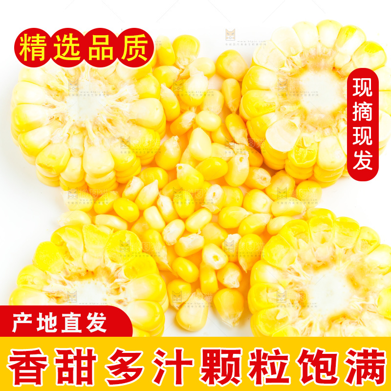 白底上的甜玉米